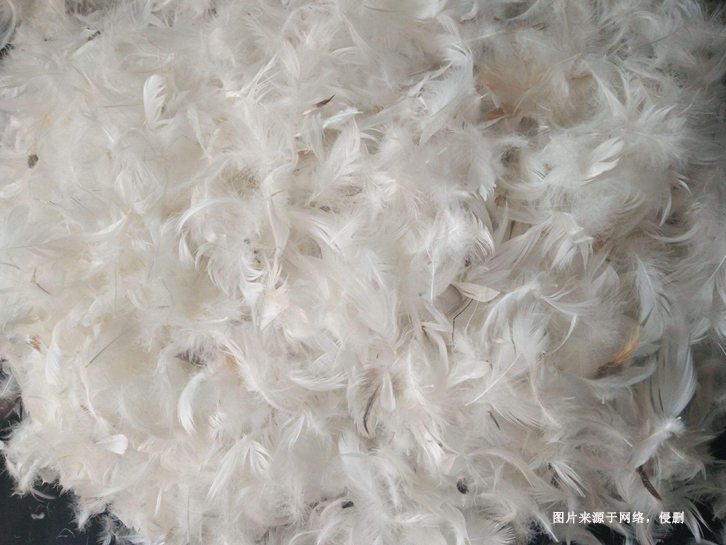越南鴨絨進口報關資料到上海外高橋海運鴨毛案例